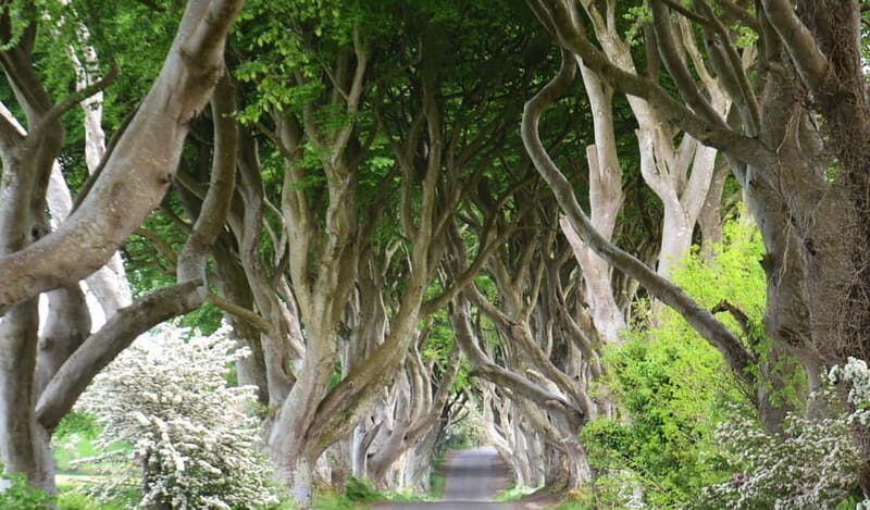 Afternoon Giant’s Causeway Half Day Tour from Belfast - A 5-hour Giant’s Causeway day that actually fits your schedule