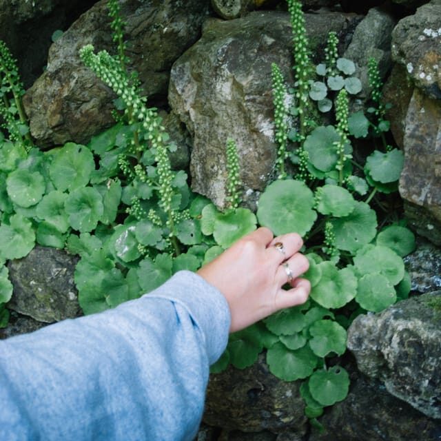 Beginner Foraging Walk: Wild food walking tour & tasters - How you learn to ID edible plants and fungi in the wild