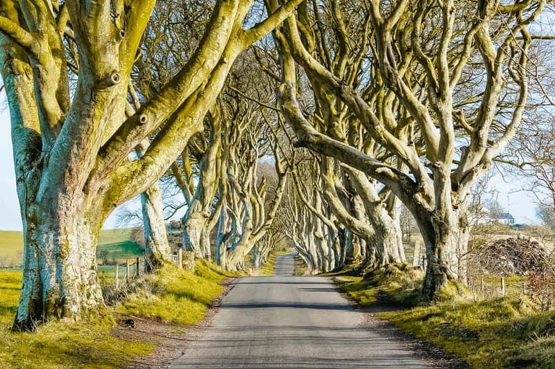 Belfast: Giant's Causeway, Dark Hedges, and Dunluce Castle - From Chichester Street to the Antrim Coast: How the 6 Hours Really Work