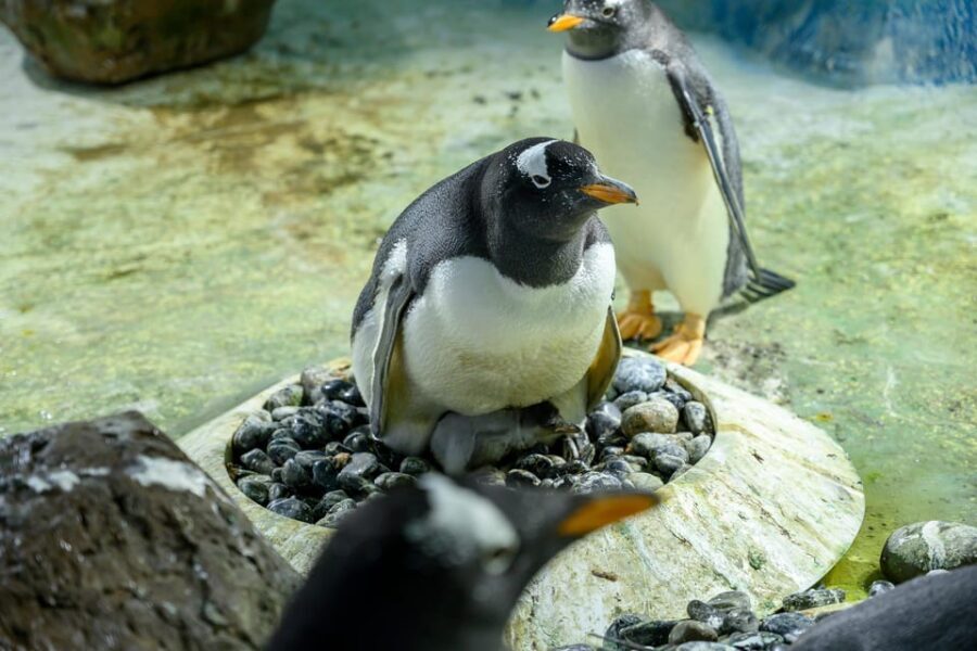 Birmingham: Cadbury World + SEA LIFE + LEGOLAND Discovery - Timing, Starting Times, and Getting the Most Out of Each Stop