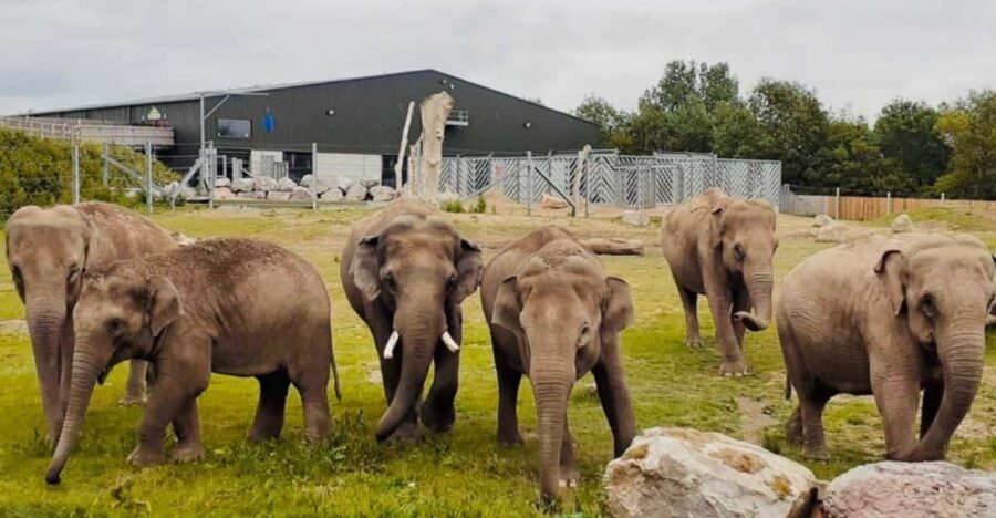 Blackpool: Zoo Admission Ticket - Big Cats and Keeper Talks: Plan Around the Day’s Feeds
