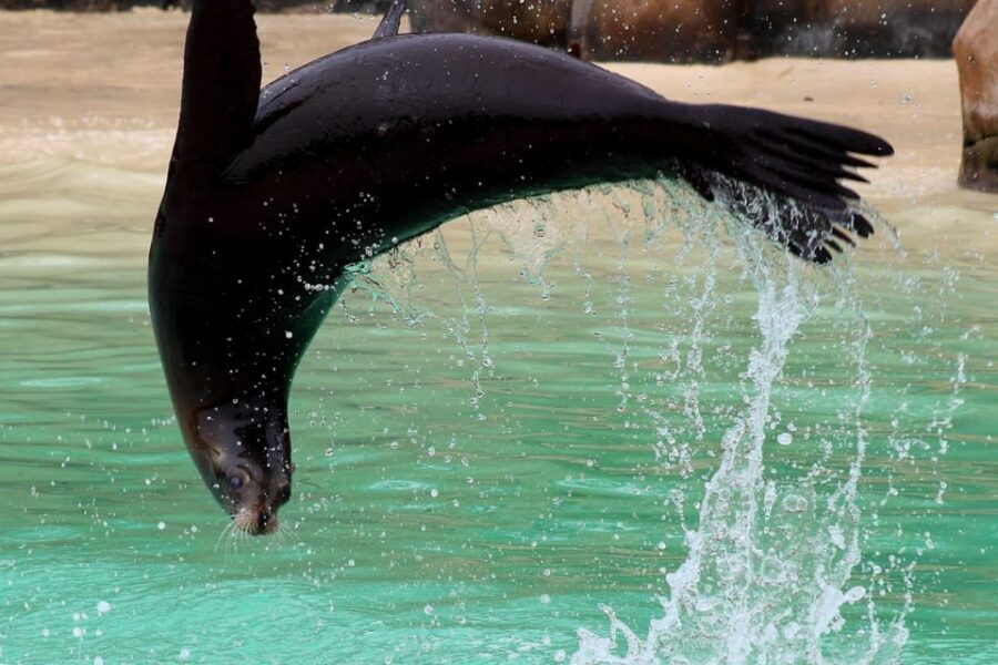 Blackpool: Zoo Admission Ticket - Walk-Through Lemurs and Wallabies: Getting Close Without the Fuss