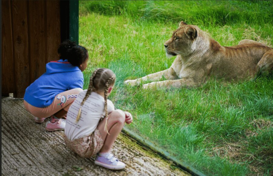 Blackpool: Zoo Admission Ticket - Food, Cafes, and Picnic Time: Where the Costs Sneak In