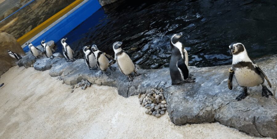 Bournemouth Oceanarium Ticket - Planning Timing: Feeding Windows, Queues, and the 4PM Last Entry