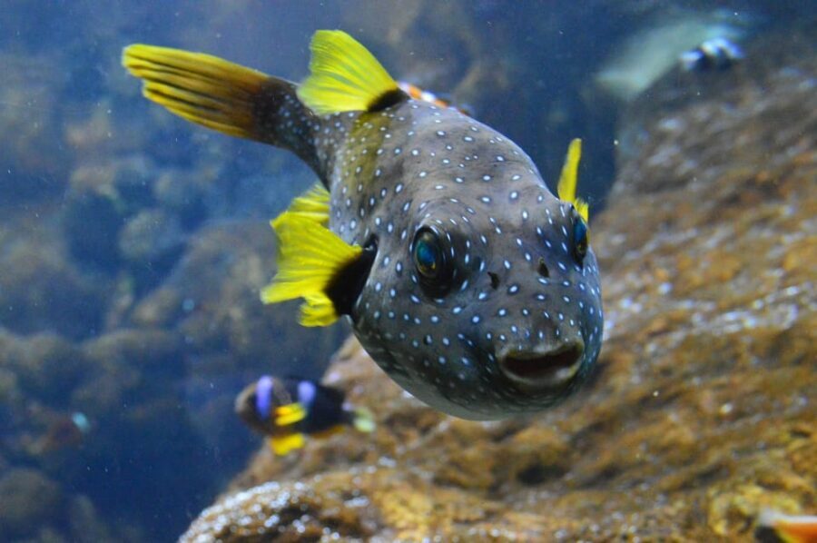 Bournemouth Oceanarium Ticket - Practical Rules and Ticket Tips (So You Don’t Hit a Silly Problem)