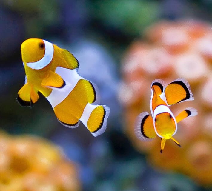 Bournemouth Oceanarium Ticket - The Bottom Line: Should You Book Bournemouth Oceanarium Tickets?