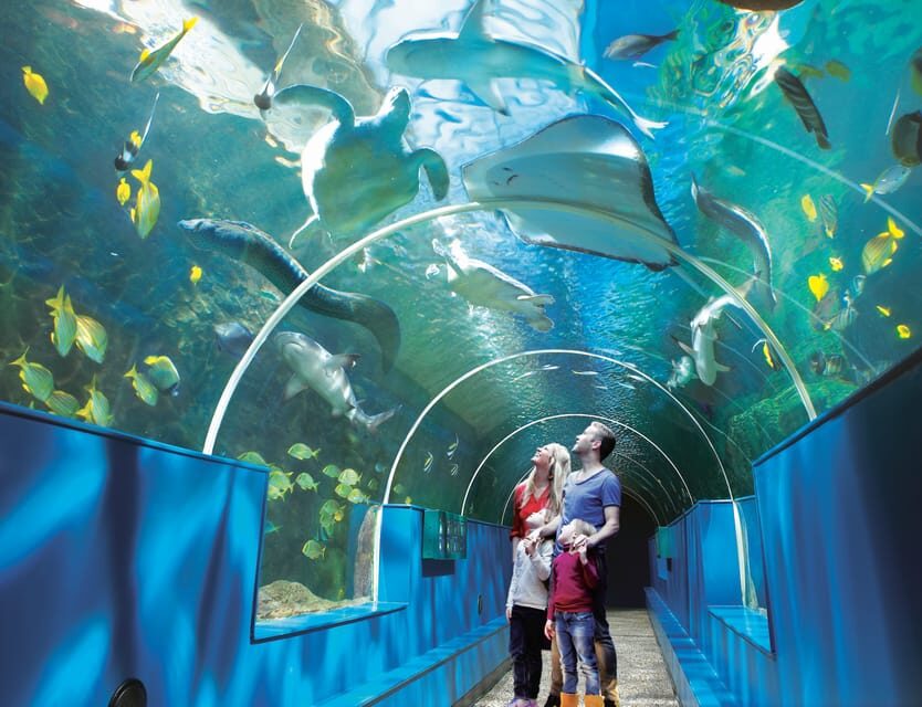 Bournemouth Oceanarium Ticket - Price and Value: Why This Ticket Often Feels Like a Bargain