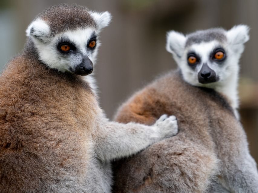 Bristol: Bristol Zoo Project Entry Ticket - Cheetahs, zebras, meerkats, and the bird set
