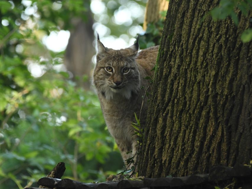 Bristol: Bristol Zoo Project Entry Ticket - Animal talks, feeds, and what conservation education feels like
