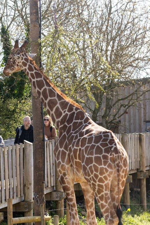 Bristol: Bristol Zoo Project Entry Ticket - Snacks, Courtyard Cafe, Base Camp Pizzeria, and Tower Meadow picnic
