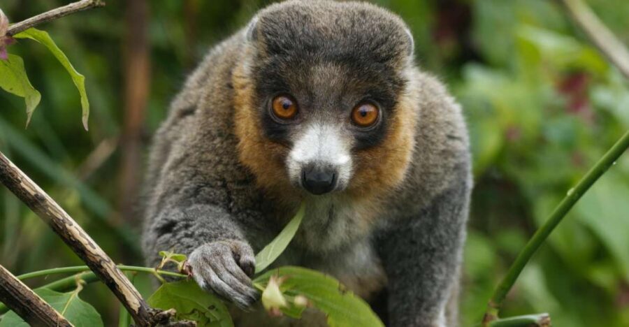 Bristol: Bristol Zoo Project Entry Ticket - Lemur Walkthrough: overhead action you can actually plan around