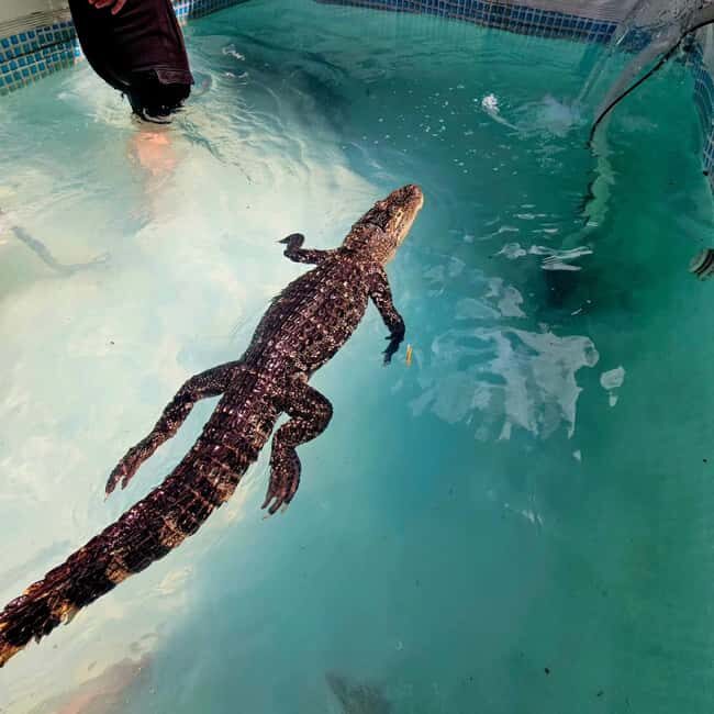 Bristol: Crocodile Swimming Experience coffee and cake - Croc Cafe: The setting that makes the whole thing feel less scary