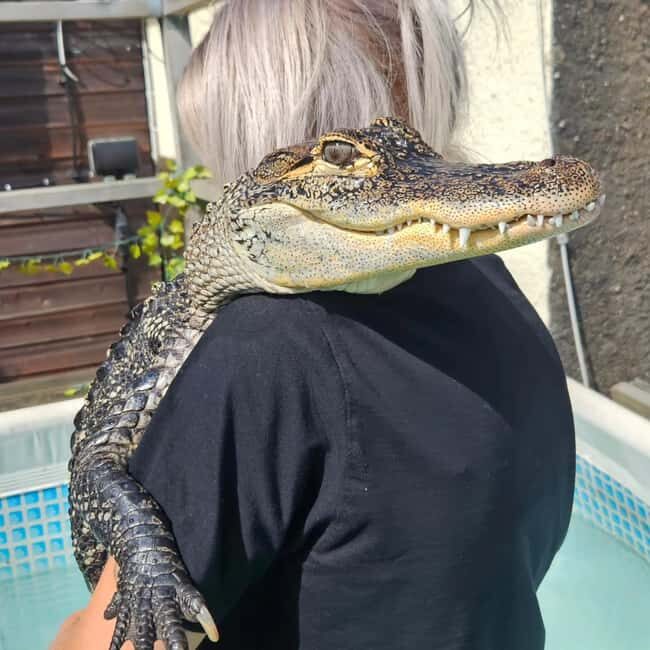 Bristol: Crocodile Swimming Experience coffee and cake - What to bring (and what not to bring)