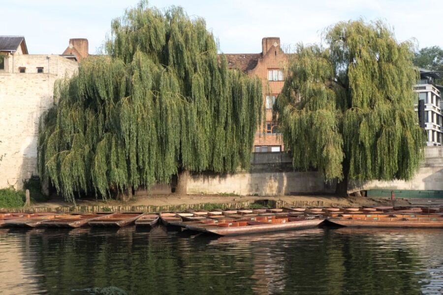 Cambridge: Punting Tour on the River Cam - The Route in Order: What You’ll See and Why It Matters