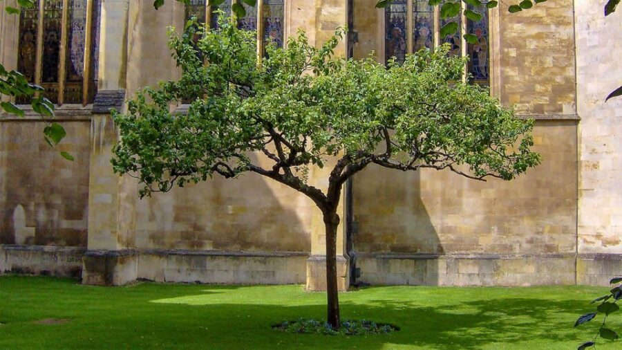 Cambridge: University Walking Tour - Price and value: what $22 buys you in Cambridge