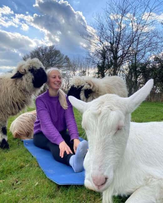 Canterbury: Yoga with Goats and Sheep - Key Things That Make This Goats-Plus-Yoga Different