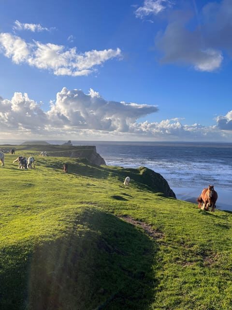 Cardiff: Gower Peninsula's Cliffs & Bays Scenic Day Tour - Rhossili Bay: the crown jewel with wild horses