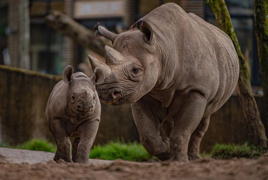 Chester: Chester Zoo Entry Ticket - Key things I’d put on your checklist