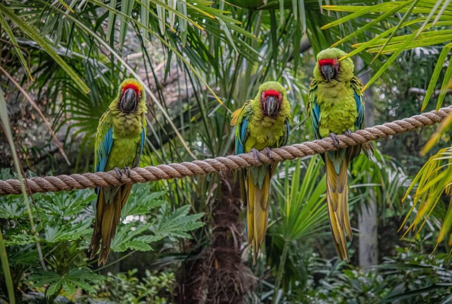Chester: Chester Zoo Entry Ticket - Chester Zoo Ticket Basics: what $33 buys you