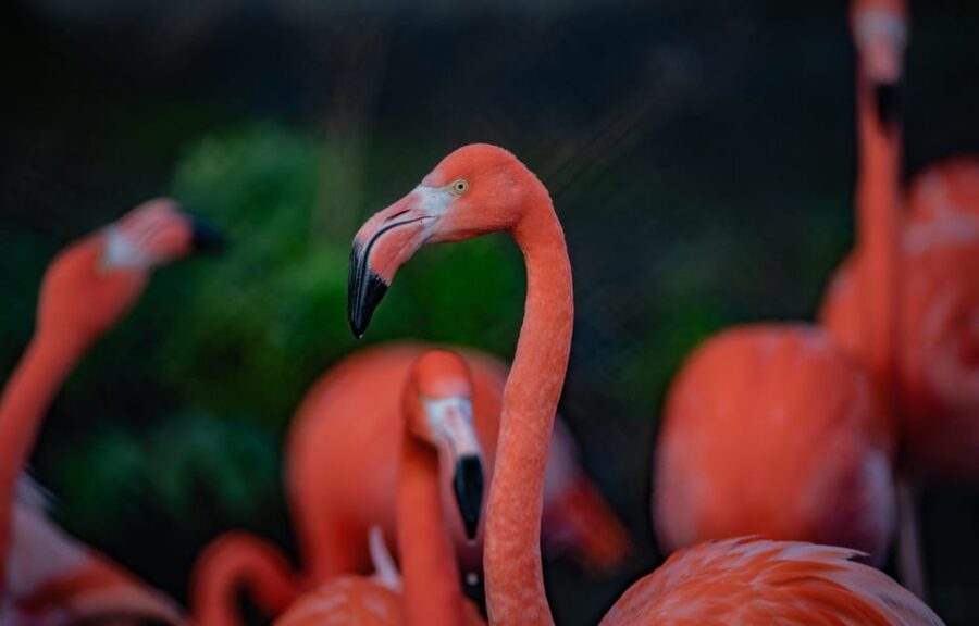 Chester: Chester Zoo Entry Ticket - Islands: the tropical break with Monsoon Forest and the Lazy River