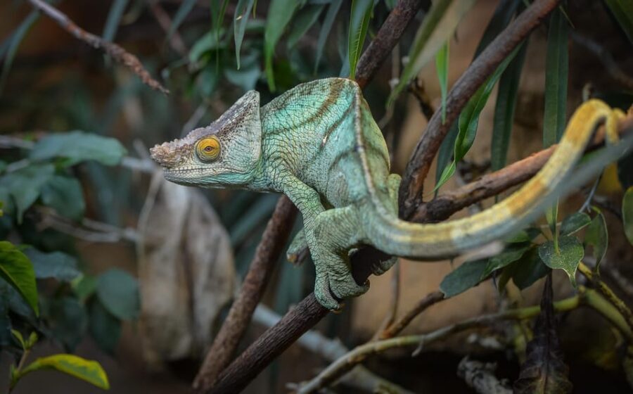 Chester: Chester Zoo Entry Ticket - Botanical gardens: more than decoration