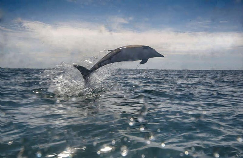 Cornwall: 2 hour Wildlife Watching RIB Tour Adventure - The Return Leg Along Mounts Bay’s Coast: Coves and Fishing Hamlets