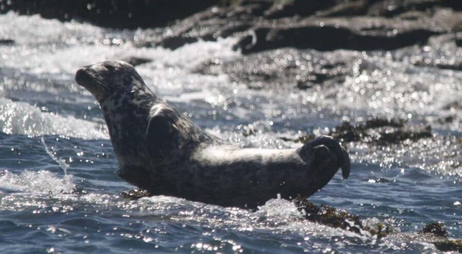 Cornwall: 2 hour Wildlife Watching RIB Tour Adventure - Mounts Bay From a 7-metre RHIB: The 360-Degree Advantage