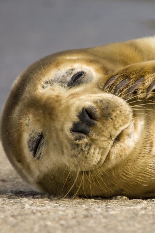 Cornwall: Guided Seal Safari by Boat - Key takeaways before you go