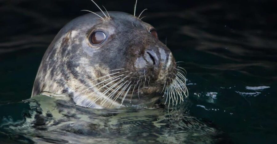 Cornwall: Guided Seal Safari by Boat - Seal-spotting strategy: slow down, scan hard, and watch for the pop-up
