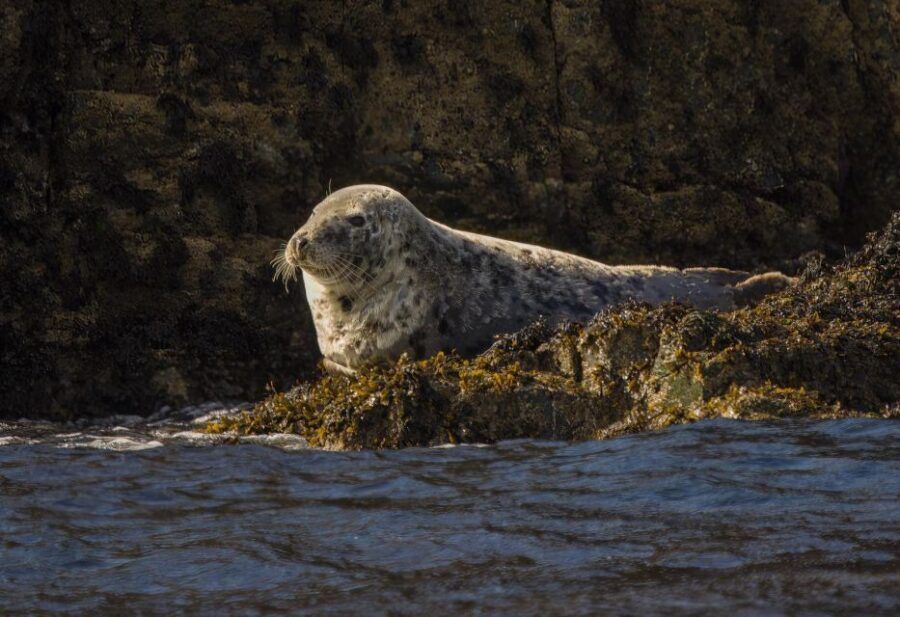 Cornwall: Guided Seal Safari by Boat - Offshore islands and changing routes when conditions allow