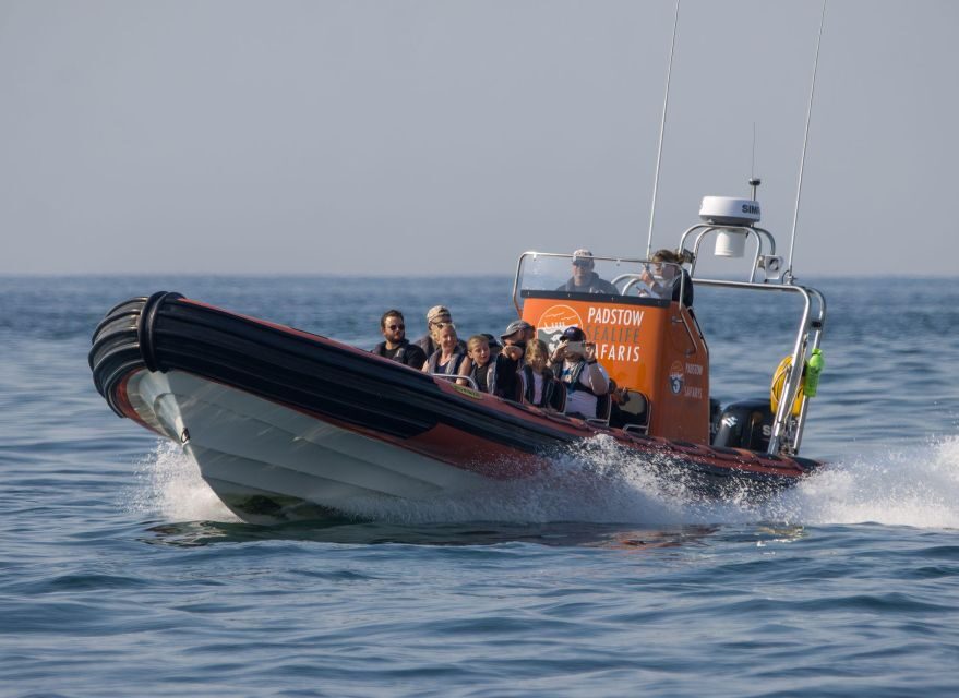 Cornwall: Guided Seal Safari by Boat - Seabirds in the air and dolphins when you get lucky
