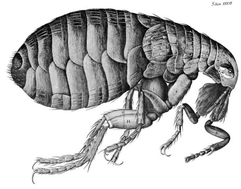 Disastrous London: Plague, Fire, and Revolution - Starting where prayer met a plague pit