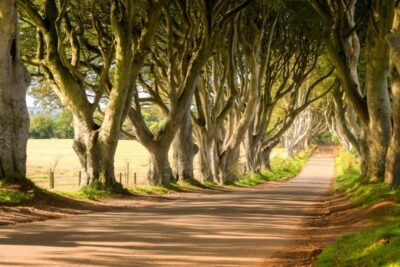 Dublin: Giants Causeway, Dark Hedges, Dunluce & Belfast Tour - Getting there: bus comfort, live guide talk, and real timing