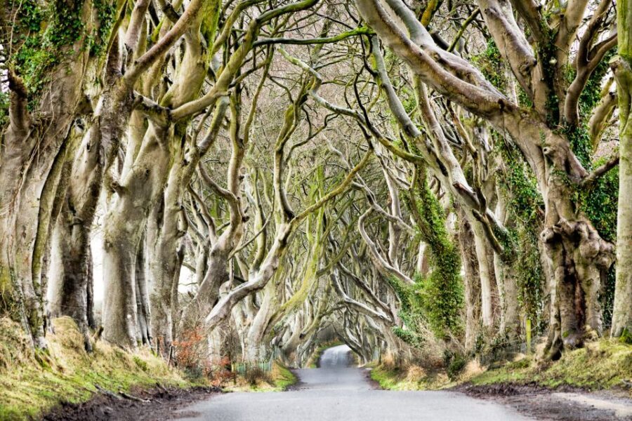 Dublin: Giants Causeway, Dark Hedges, Dunluce & Belfast Tour - Lunch Break Reality: Plan for Pub Time or Pack Your Own