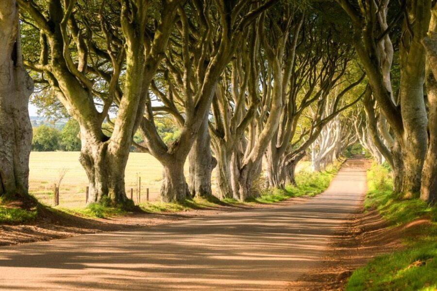 Dublin: Giants Causeway, Dark Hedges, Dunluce & Belfast Tour - Getting there: bus comfort, live guide talk, and real timing