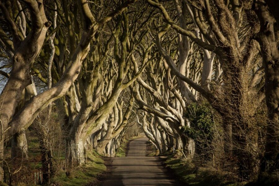 Dublin: Giant's Causeway, Dark Hedges & Titanic Guided Tour - Giant’s Causeway UNESCO: basalt columns and the Finn McCool story