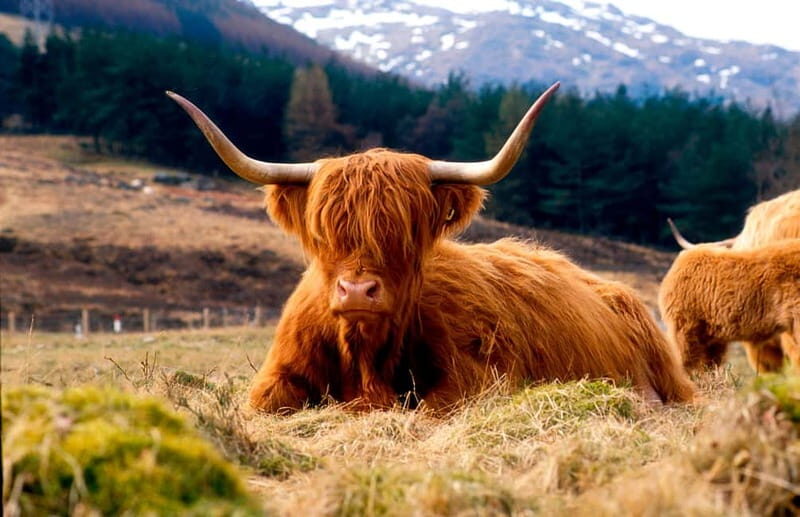 Edinburgh: Balmoral Castle and Scone Palace Royal Tour - A Royal Day Trip Plan From Edinburgh: 10 Hours, Small Group Pace