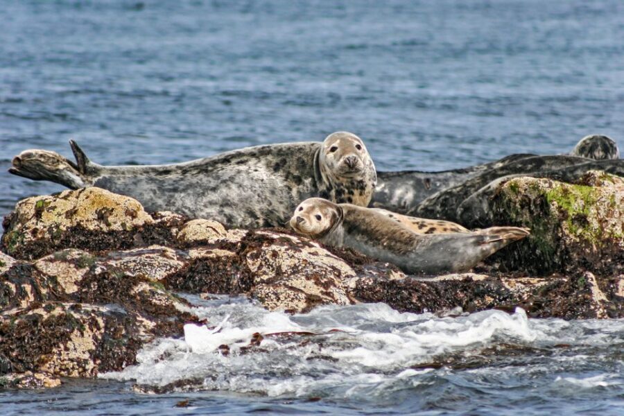 Edinburgh: 'Firth of Forth' Three Bridges Sightseeing Cruise - Wildlife Viewing on the Firth of Forth: Seals, Puffins, and the Fun of Not Knowing