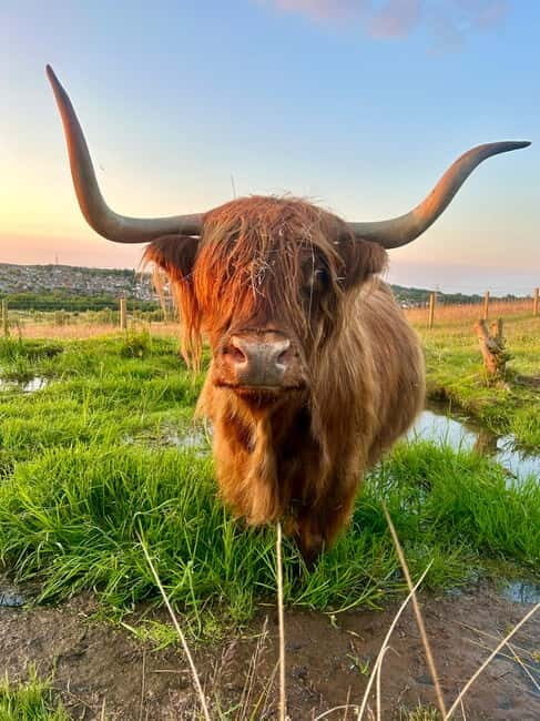 Edinburgh: Highland Cow, Blackness Castle, and Cake Tour - Entering Blackness Castle: Views and Stories That Actually Connect