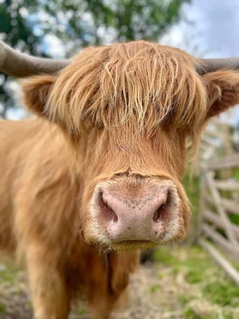 Edinburgh: Highland Cow, Blackness Castle, and Cake Tour - Tea and Cake at the Café/Brasserie: Warm Up and Plan Your Next Stop