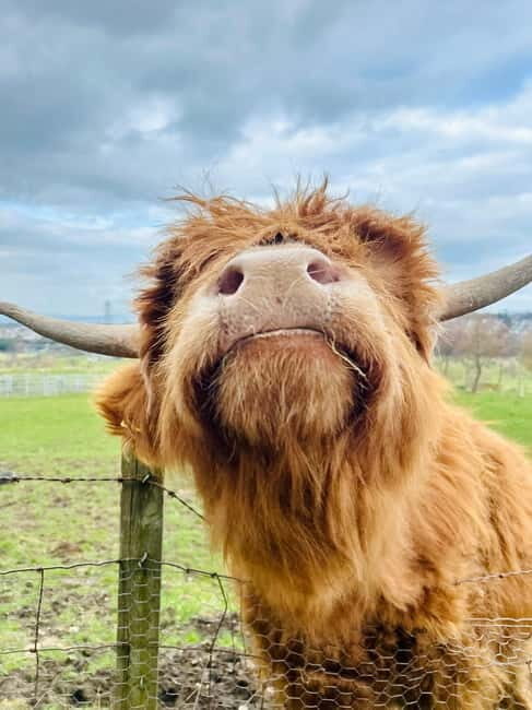 Edinburgh: Highland Cow, Blackness Castle, and Cake Tour - From Edinburgh to Blackness Castle: Timing and What to Expect