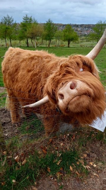 Edinburgh: Hill & Nature Hike With a Local - Who this tour fits best (and who might not love it)