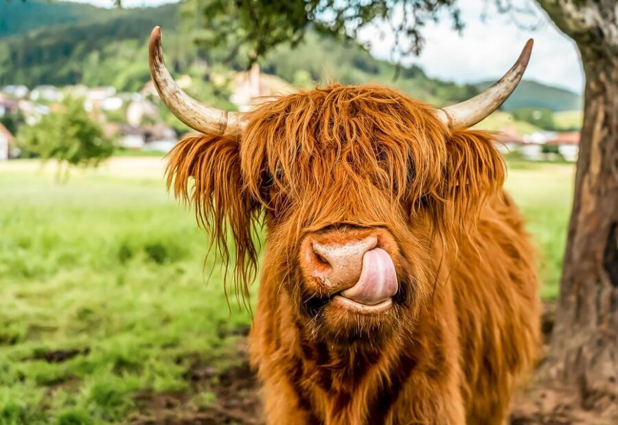 Edinburgh: Loch Ness, Glencoe & the Scottish Highlands Tour - Key things I’d bookmark before you go