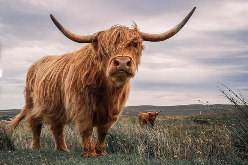 Edinburgh: Loch Ness, Inverness & Highlands Tour in Spanish - Edinburgh To The Highlands: the day-trip rhythm that works