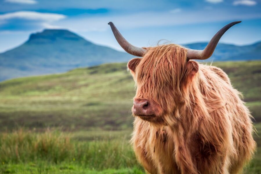 Edinburgh: Loch Ness, Inverness & Highlands Tour in Spanish - Spanish guide energy: stories, timing, and safe driving
