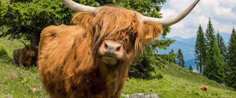 Edinburgh: Loch Ness, Scenic Walk, Glencoe & Whisky Day Tour - Glencoe and the Highlands: Peaks, Movie Backdrops, and Photo Stops