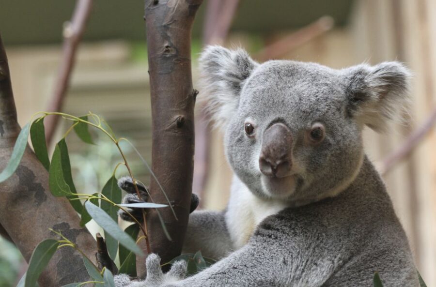 Edinburgh Zoo Entrance Ticket - Getting Around: Public Transport, Parking, and Mobility Support