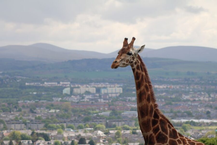 Edinburgh Zoo Entrance Ticket - Edinburgh Zoo: A One-Day Animal Adventure Just Outside Central Edinburgh