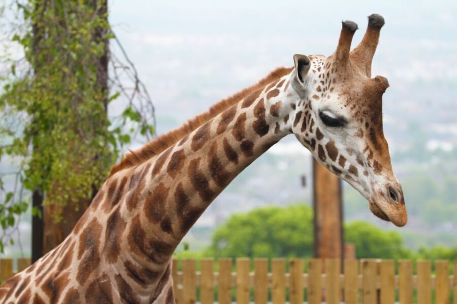 Edinburgh Zoo Entrance Ticket - Dinosaur Walk-Through and the Family Trail for Mixed-Age Days
