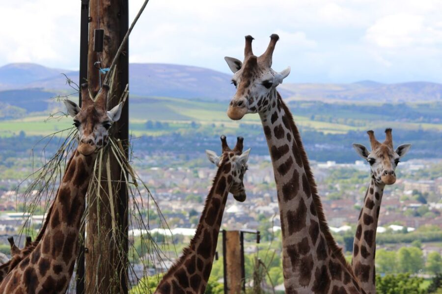 Edinburgh Zoo Entrance Ticket - Food, Restrooms, and the Small Stuff That Makes the Day Work